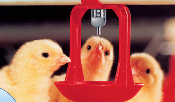 Κοτόπουλα πίνουν από ποτήρια