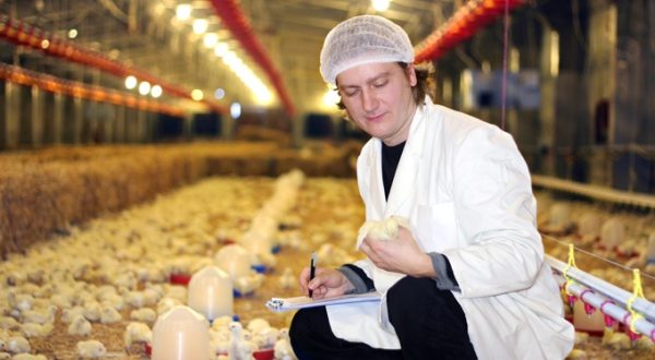 Vétérinaire examine les poulets