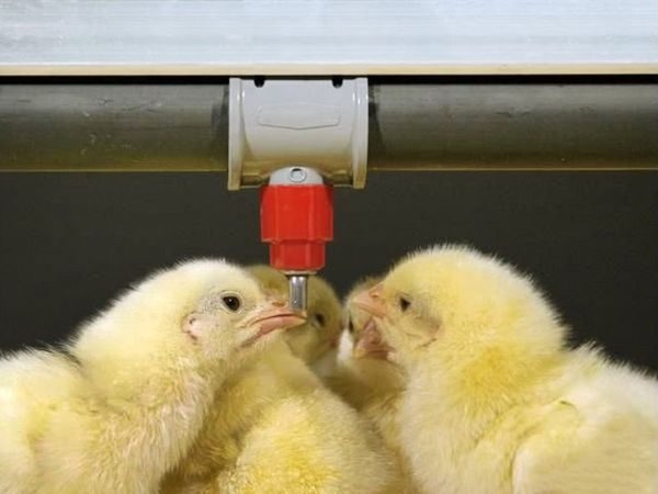 πόσιμο μπολ