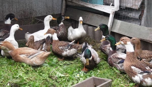 contenu dans la volière