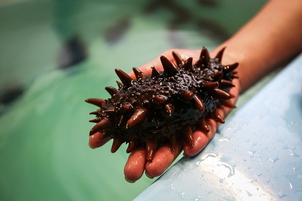 trepang naturel