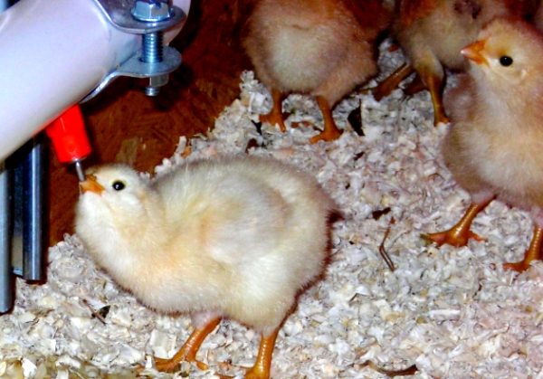 I polli stanno bevendo