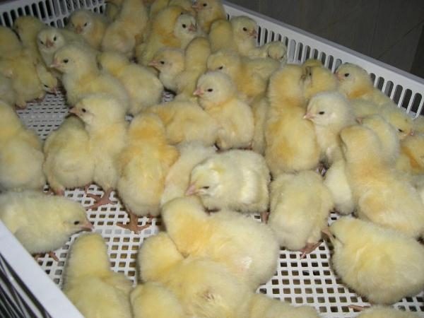 Καθημερινά κοτόπουλα