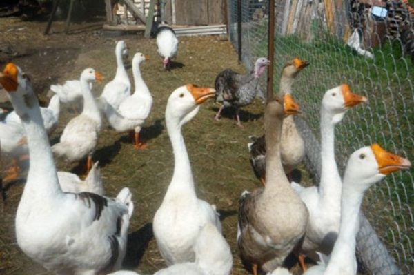 تربية الاوز