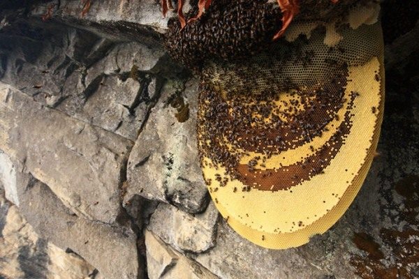 Abeilles sauvages et miel de montagne en nid d'abeilles