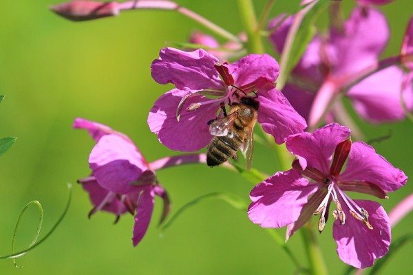 Abeille recueille le nectar de la fleur d'Ivan-thé