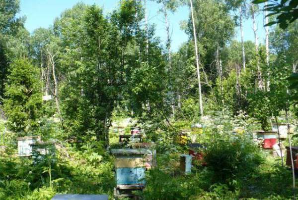 Rucher dans la taïga