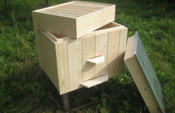 Corpus Ukraynalı Kovanı