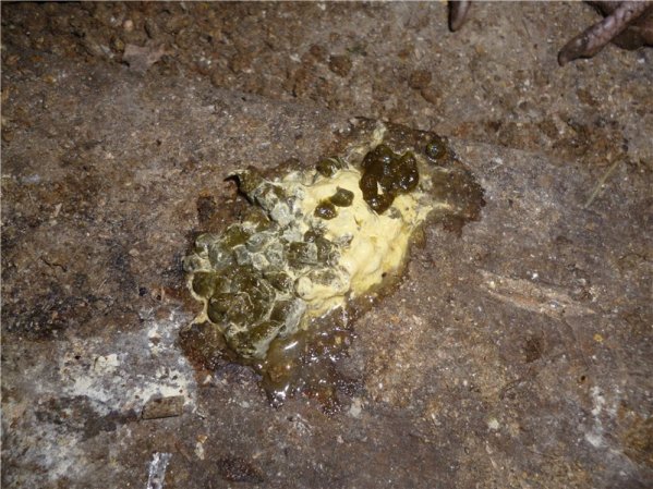 Green diarrhea in chickens