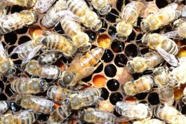 Toxicité à la décoloration