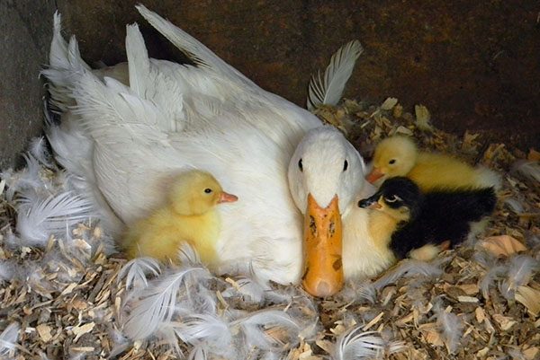 زراعة فراخ البط بواسطة البط