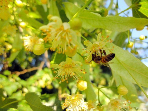 Abeille sur tilleul