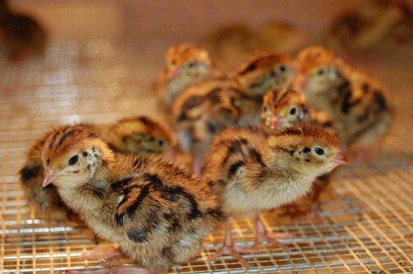 Poussins de caille quotidiens