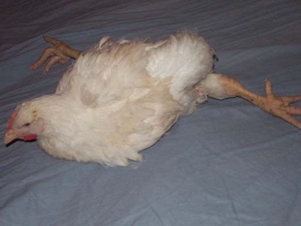 Marek's disease in chickens