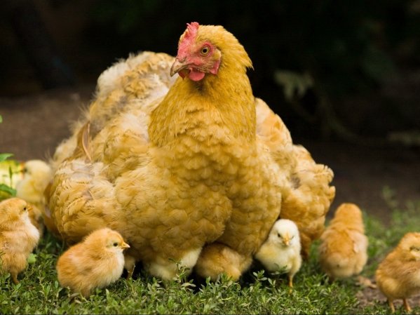 Hatching chickens with chickens