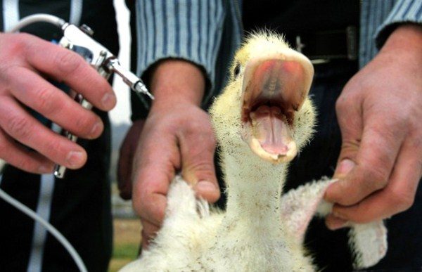 Εμβολιασμός πτηνών