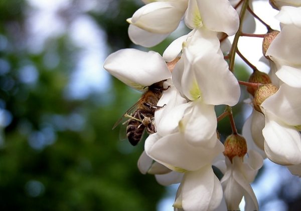Abeille recueille le nectar sur une fleur d'acacia blanc