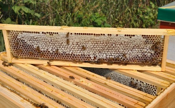 Miel angulaire en peigne