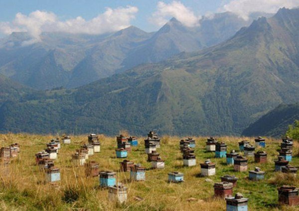 Rucher dans les montagnes