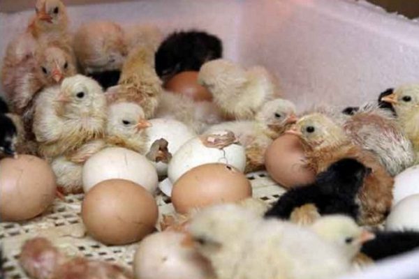 Just hatched broilers