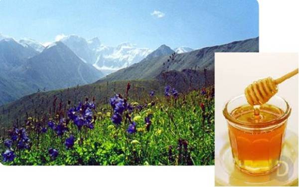 Miel de montagne