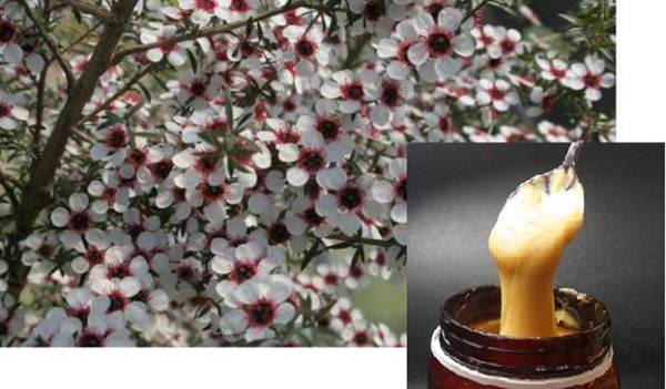 Miel de manuka