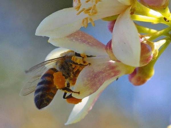 Abeille recueille le nectar d'une fleur d'arbre à thé