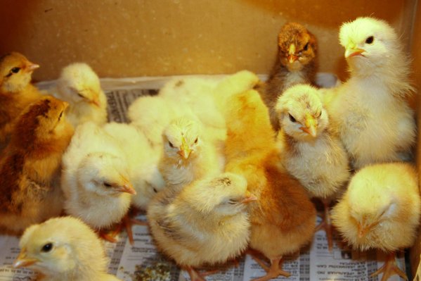 Proper maintenance of newly hatched broiler chickens