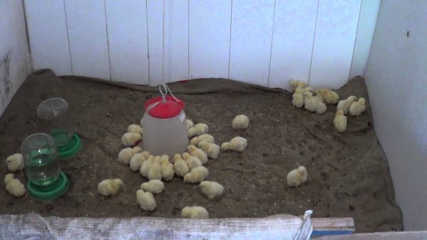 Feeding broiler chickens hatched in an incubator