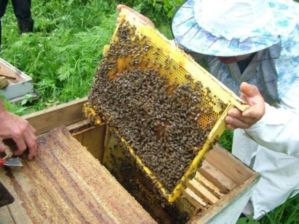 Cadre avec abeilles