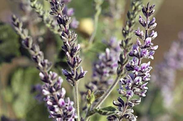 Écorce de psoralea (acura)