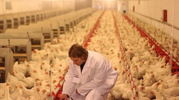 Ο άνθρωπος στο κοτόπουλο