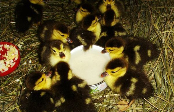 Organization of feeding small ducklings