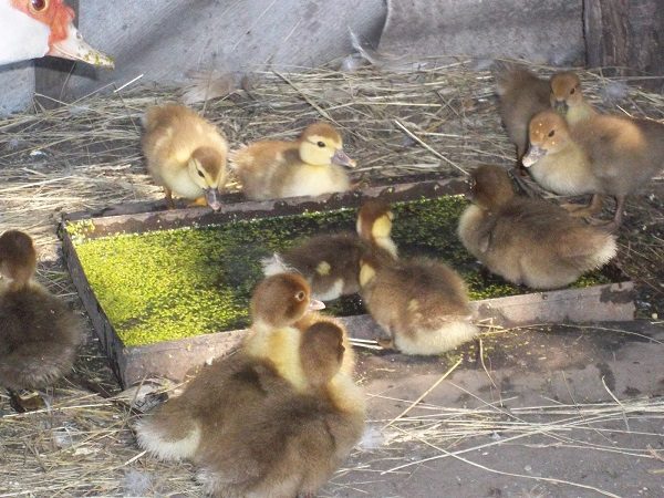 The organization of drinking bowls for small chicks