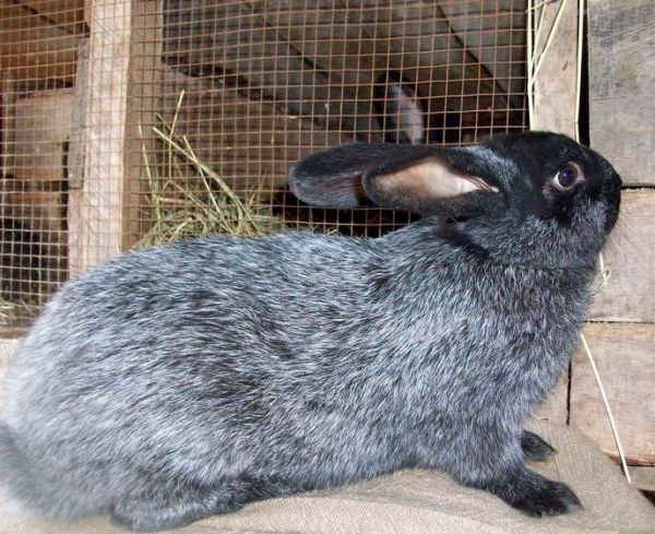 Lapin de race argent
