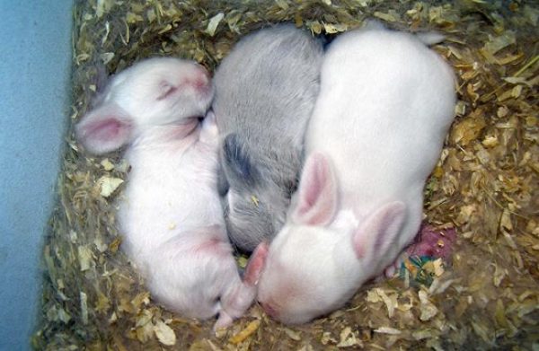 Lapins légèrement développés