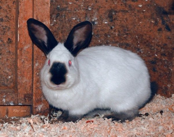 Lapin hermine russe