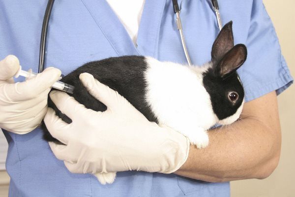 Injections aux lapins