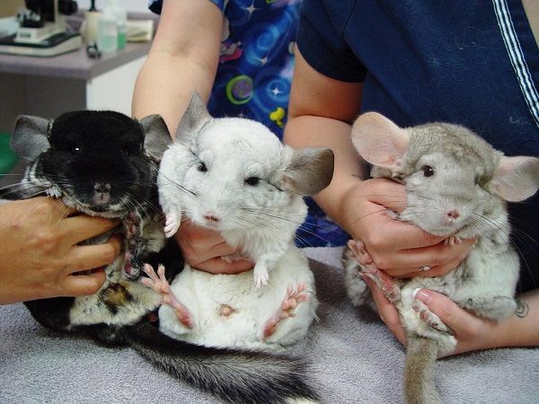 Chinchillas de différentes couleurs