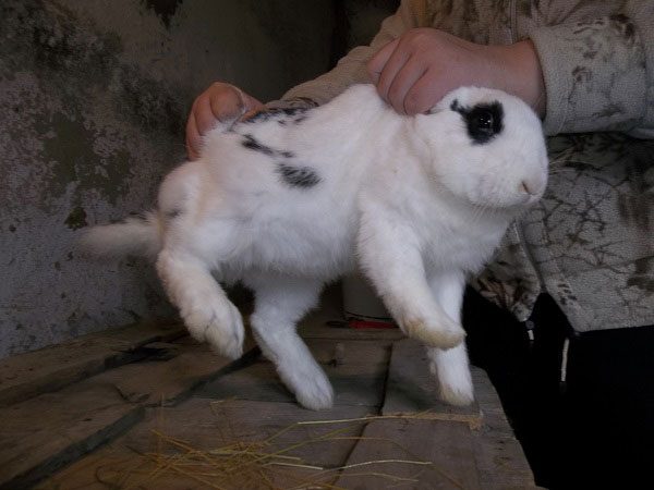 Choisir un lapin pour l'abattage