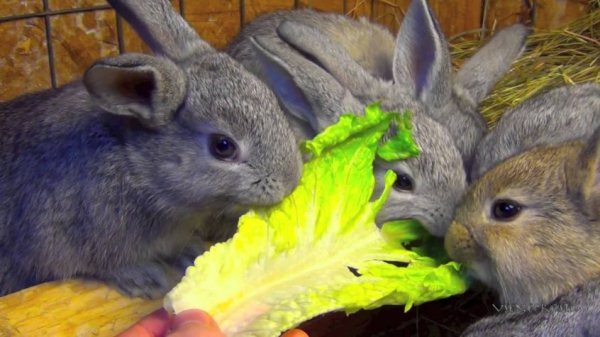 Les lapins mangent une feuille de chou