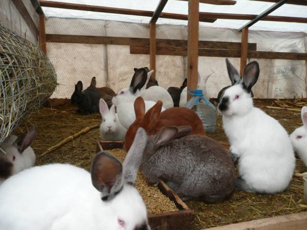 Garder les lapins dans des enclos