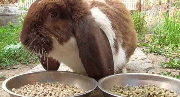 Nourrir lapin