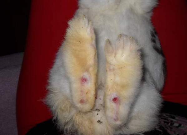 Pododermatite chez le lapin