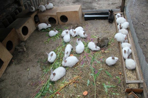 Lapins dans la volière