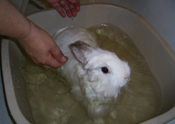 Bain de lapin nain