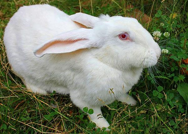 Lapin géant blanc