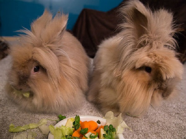  Cosa dare da mangiare a un coniglio