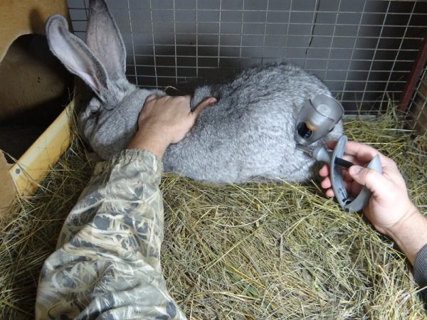Injecteur pour la vaccination des lapins.