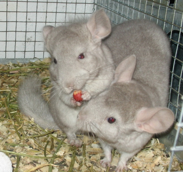 Les aliments pour les chinchillas doivent être de haute qualité et frais.